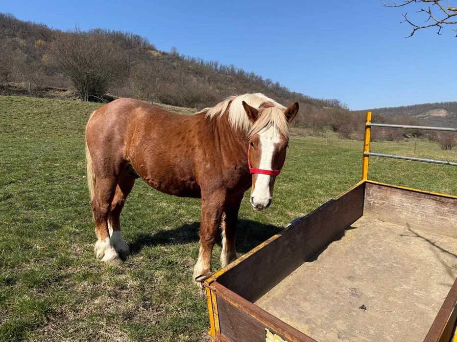 Armăsar tânăr de vânzare – crescut natural, cu acte și cip