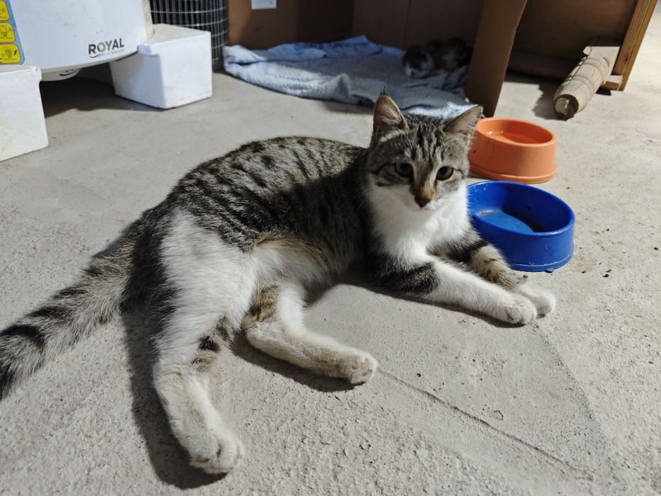 Кошка в хорошые руки с котятами