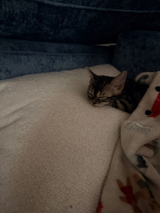Котенок бенгал девочка