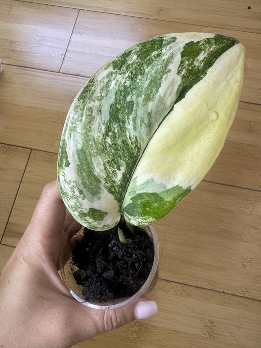 Сциндапсусы и эпипремнумы