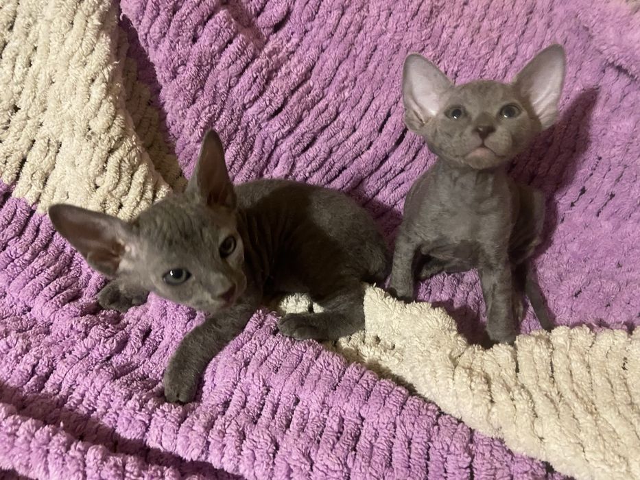 Очаровательные котята сфинкса