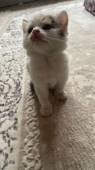 Отдаем котят в хорошие руки