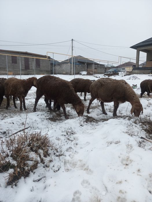 Тұсақ қой буаз қои