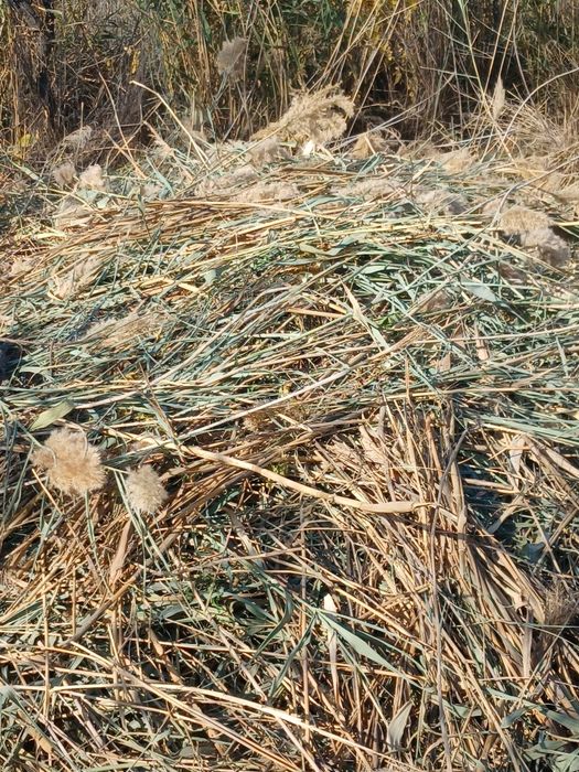 Бесплатно самовывоз өздеріңіз алп кетесіз