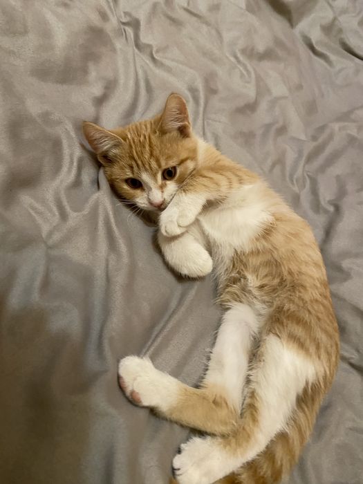 Кошечка в добрые руки