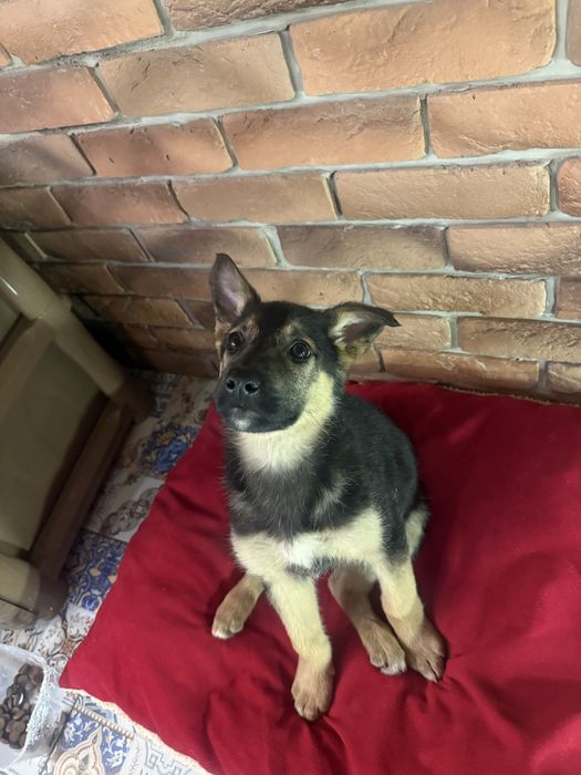 Собака ( щенок девочка )