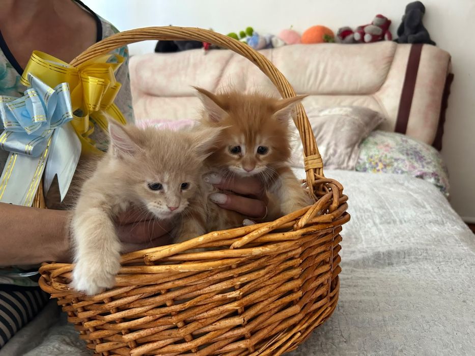 Котятки Мейн-куна