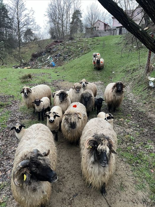 vand oi si un berbec