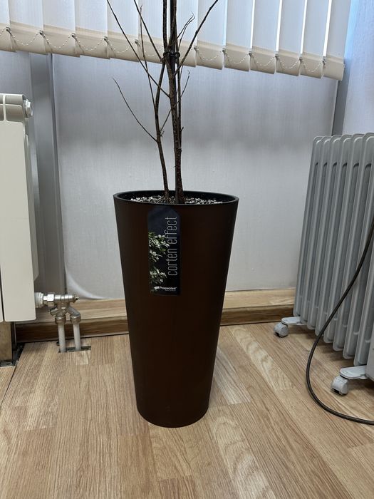 Капшо для цветка