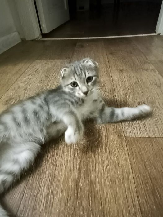 Отдам котёнка в добрые руки