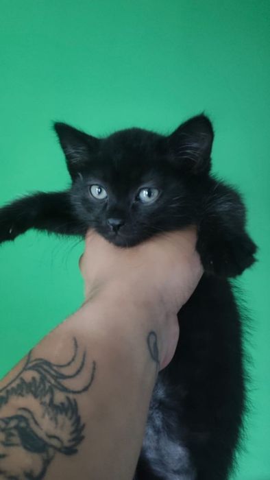 Отдам котят в хорошие руки