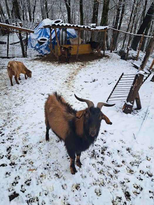 Vând țap anglo -nubian