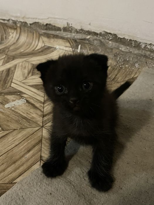 Отдам двух котят даром