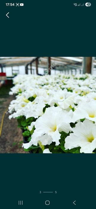 Петуния бархатцы  тагетис