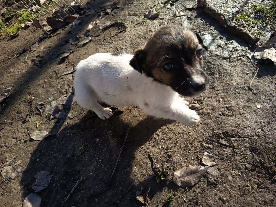 GRATIS 5 Cățelușe talie mica-medie adoptie