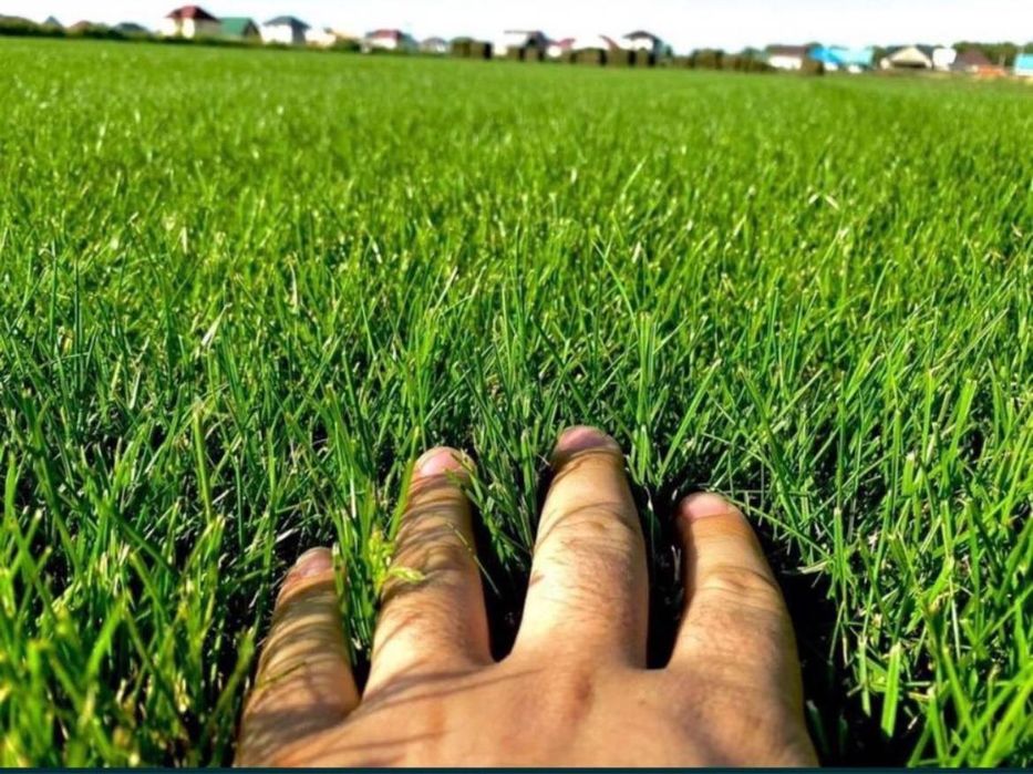 Газон екиш  таййор ва уруґдан