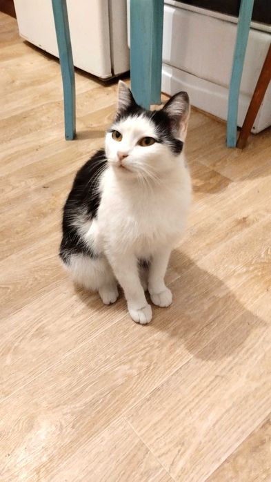 Отдам кошку в добрые руки