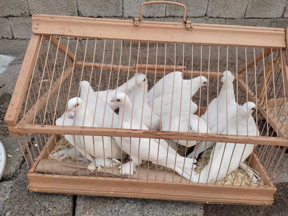 Белые голуби для свадьбы и торжества Для сёмки клипов, выпускной,