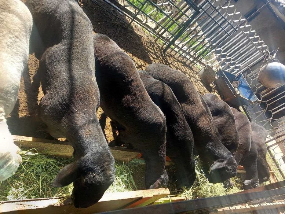 Qassob xizmati qurbon hayitiga