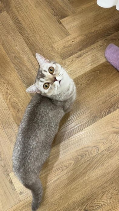 Кошку в хорошие руки.