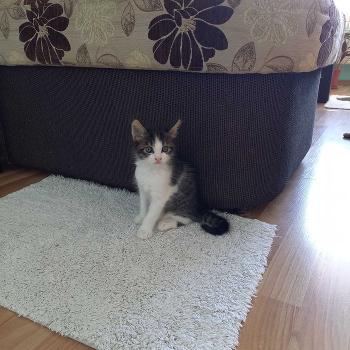 Подарявам мъжко котенце