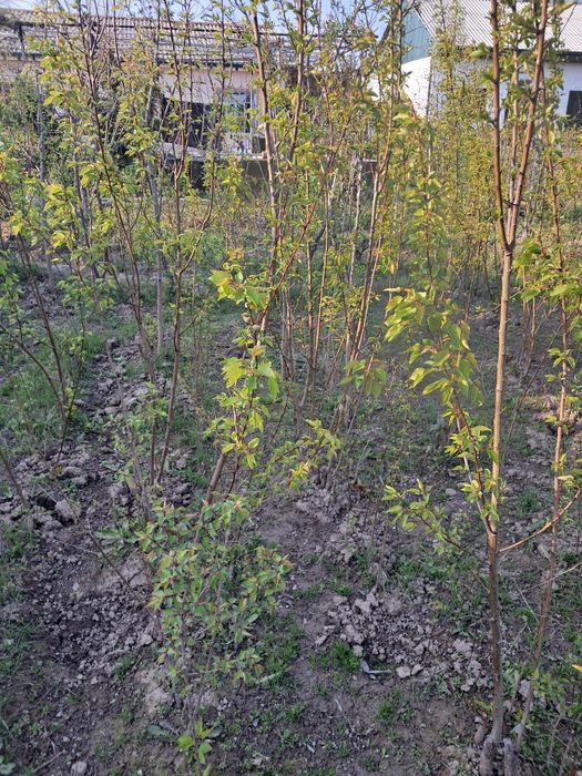 Mevali va manzarali koʻchatlar