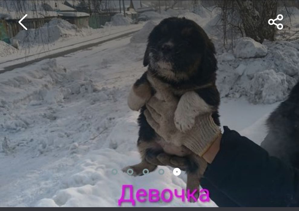 Отдам щенка  мелкого в добрые руки