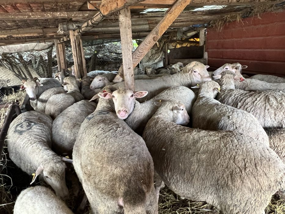 Oi merinos de palas de vanzare
