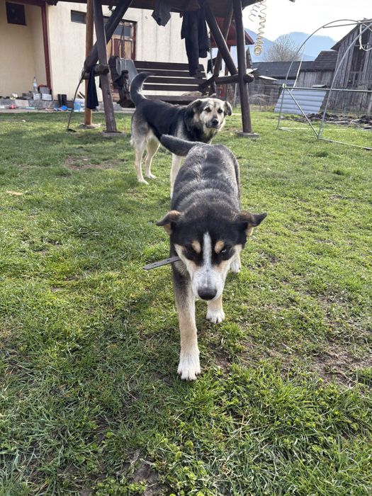 Donez cateluş huskey amestecat cu caine lup