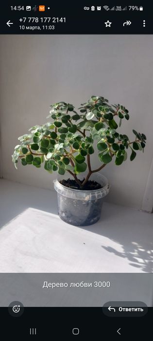 Комнатные растения