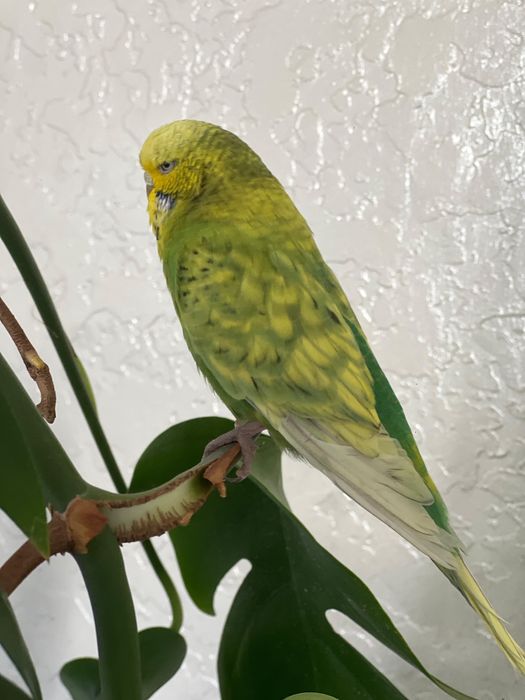 попугай , самка