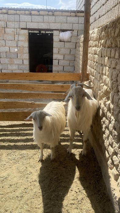 Орыс ешки занен