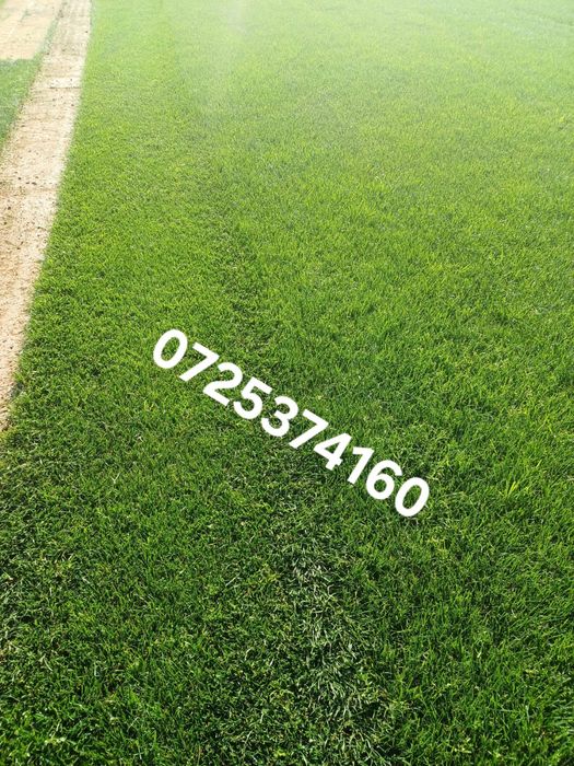 Gazon rulou calitatea 1 sabareni