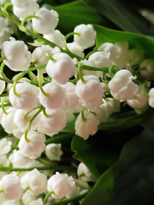 ландыши с запахом