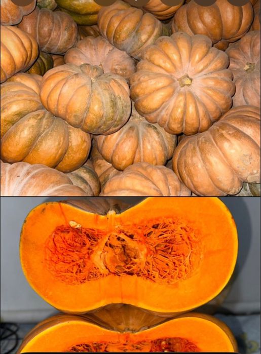 Асқабақ/тыква сорт МУСКАТ