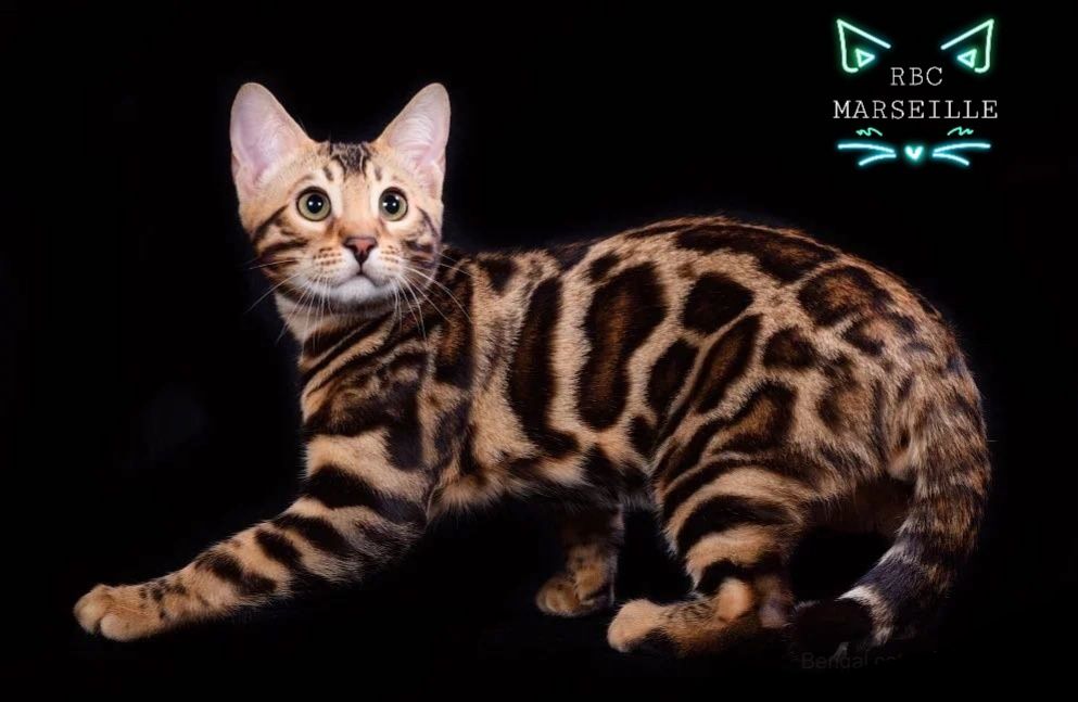 Золотой Бенгальский "ЛЕОПАРД"