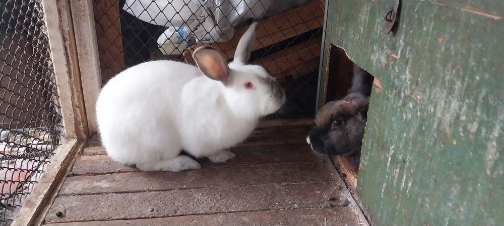 Продаётся кролики куйон сотилади