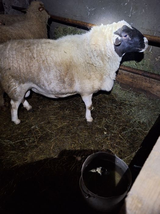 7 oi si un berbec de vinzare