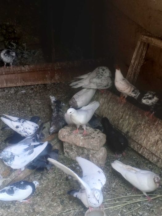 Бакинцы иранцы пакистан