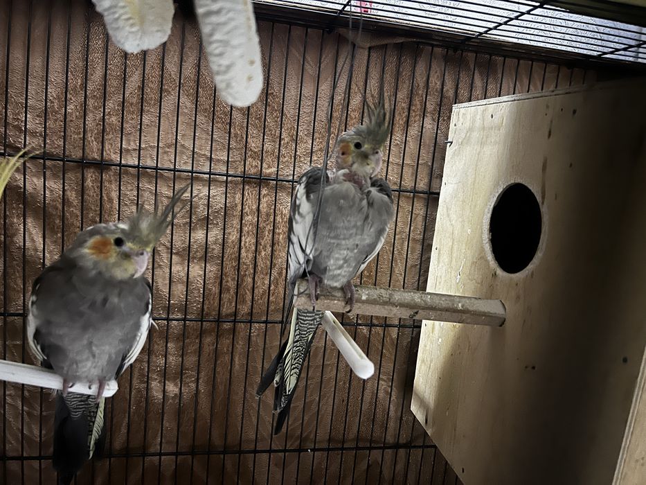 POPUGAY KARELLA. zudlik bilan sotiladi‼️‼️‼️