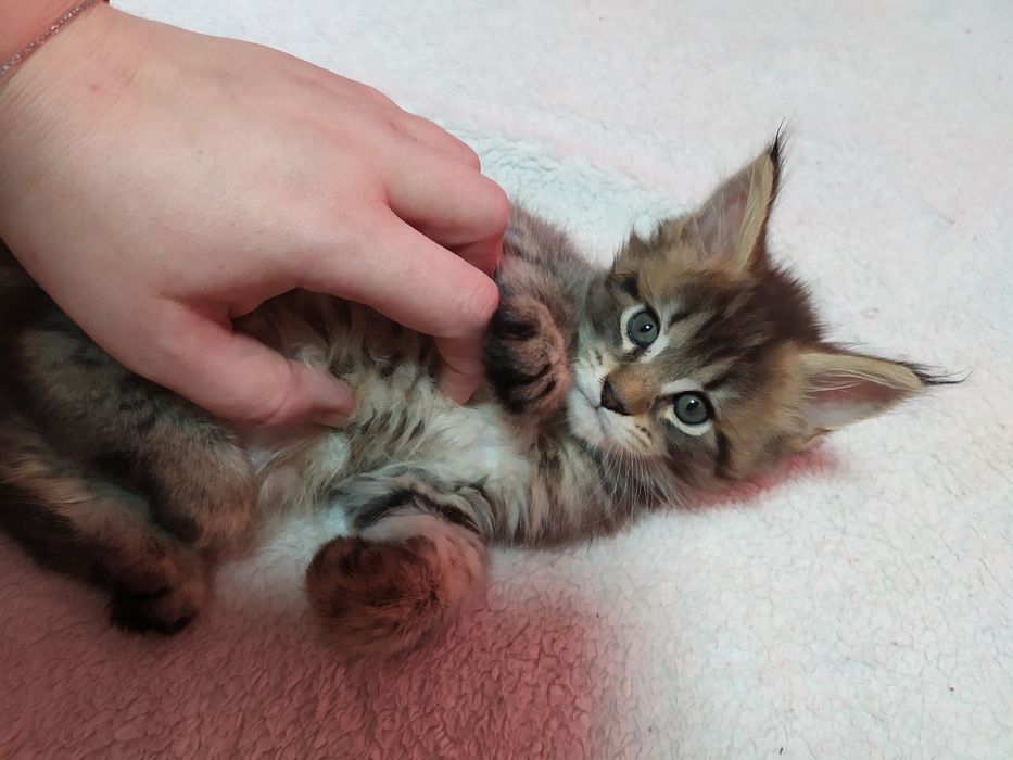 Продам котят мейнкуна