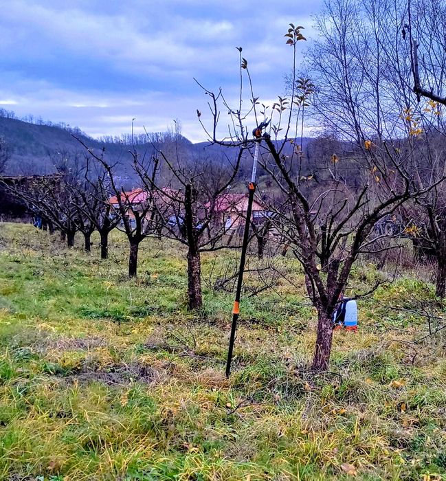 Curățarea/ tăierea/ toaletarea pomilor fructiferi