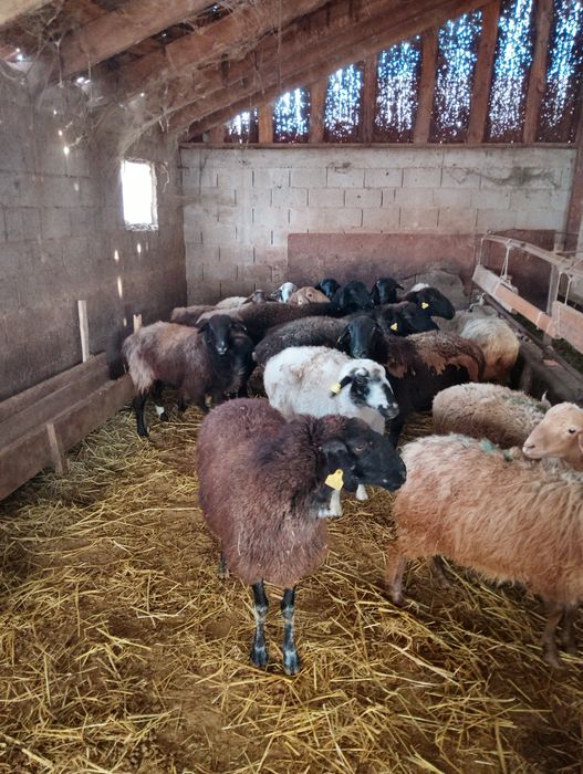 Продаются бараны