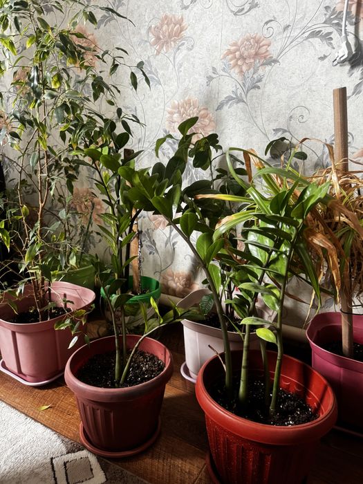 Цветы для офиса. Үй кеңсе гүлдері