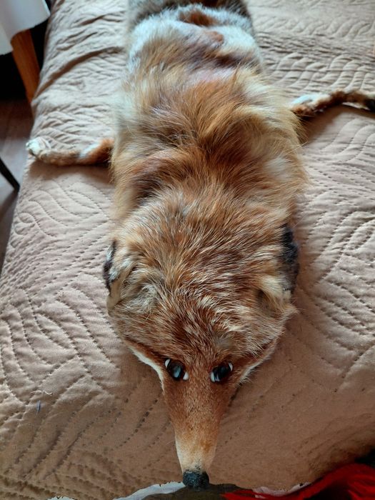 Яка от естествена кожа на рижава лисица