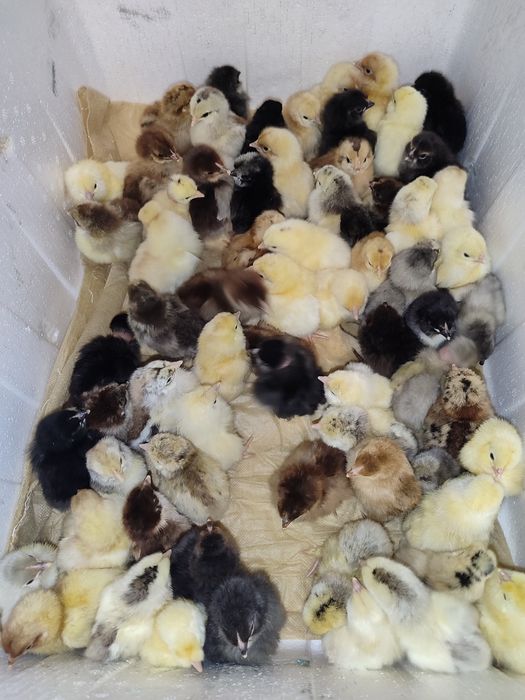 Домашние цыплята СУТОЧНЫЕ