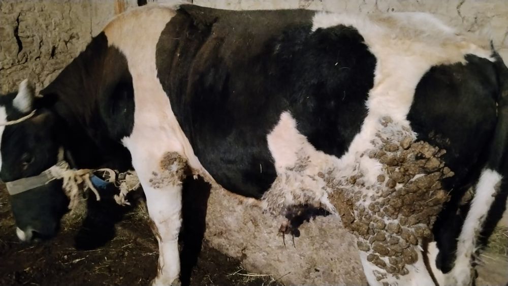 Бұқа (бык) 1 жасар сатылады