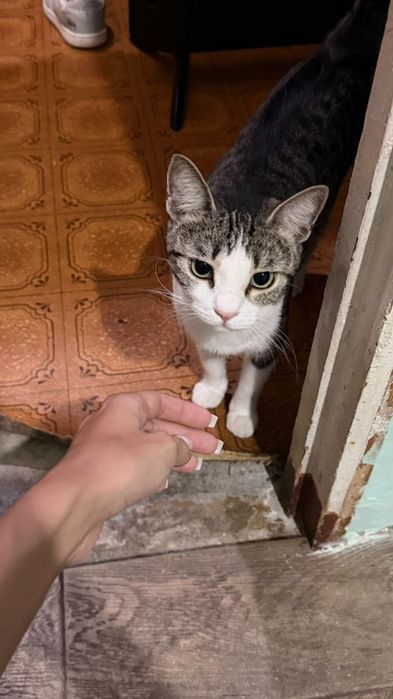 Отдам кота в добрые руки