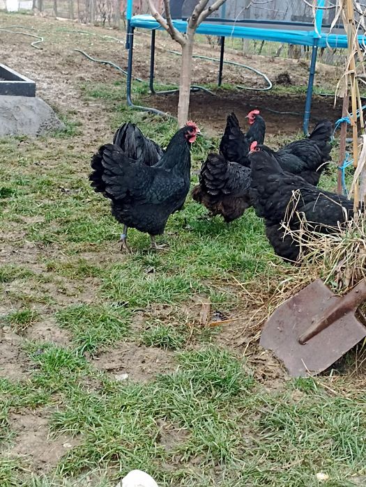 Vand gaini australorp negru