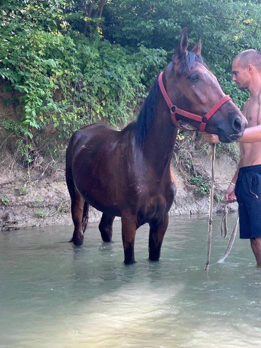 Vând iapa de 2 ani